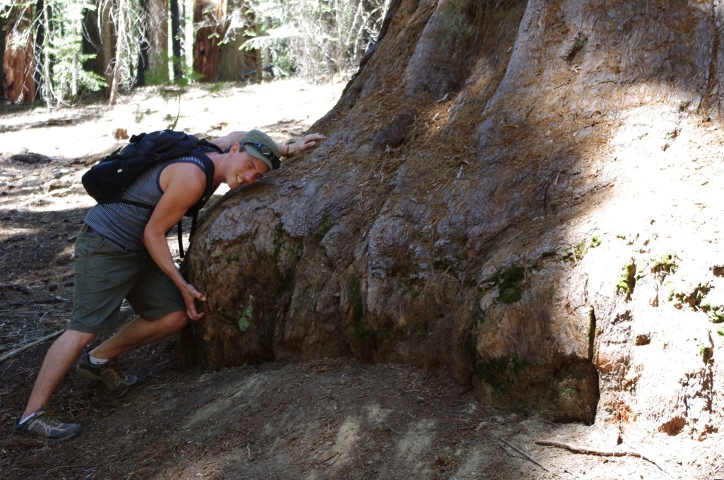 Sequoia NF (CC awesomatik.com)